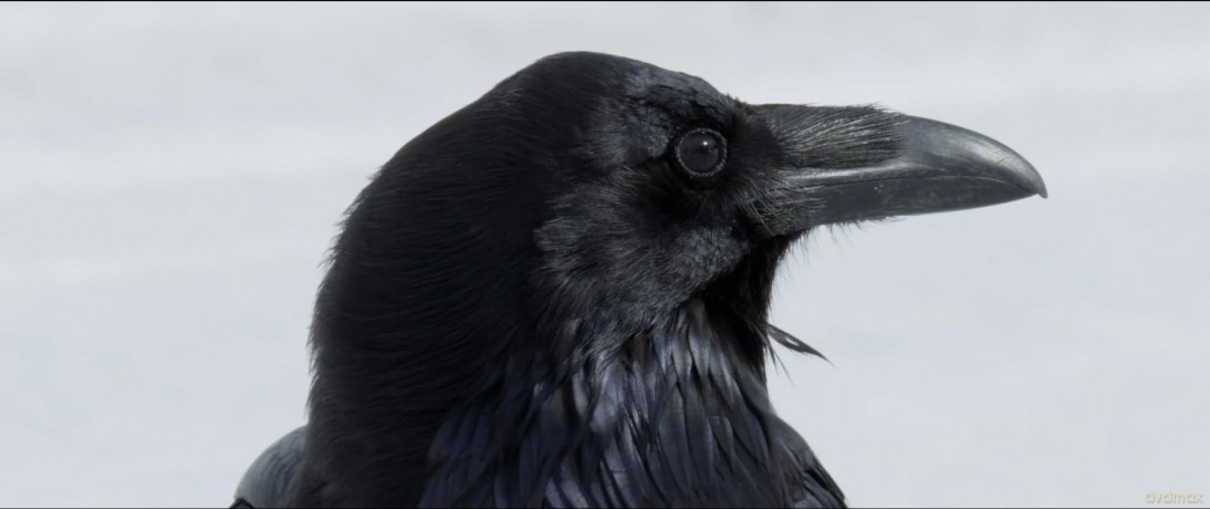 Crows - Nature Is Watching Us [Blu-Ray]