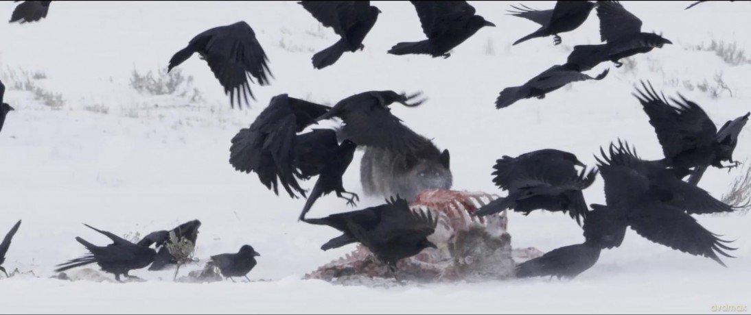 Crows - Nature Is Watching Us [Blu-Ray]