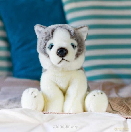 Pluszowy Husky