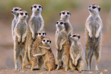 Meerkats (Family) [PLAKAT]