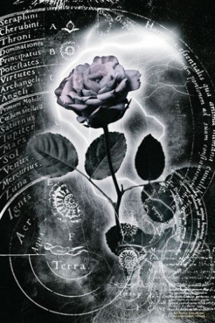 Merkury (róża) [PLAKAT]