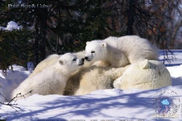 Misie Polarne - Polar Bears [PLAKAT]