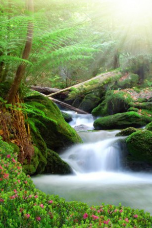 Nature [PLAKAT]