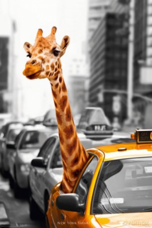 New York - Żyrafa [PLAKAT]
