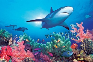 Ocean Life - Rafa Koralowa [PLAKAT]