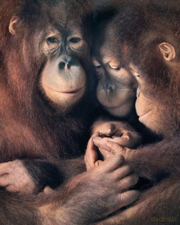 Orangutany Rodzina [PLAKAT]