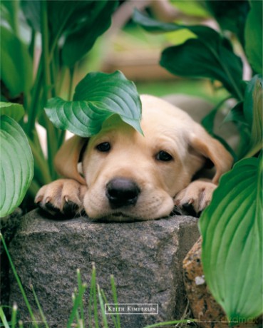 Pies - Labrador - Leaf [PLAKAT]