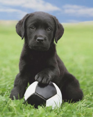 Pies - Labrador Z Piłką [PLAKAT]