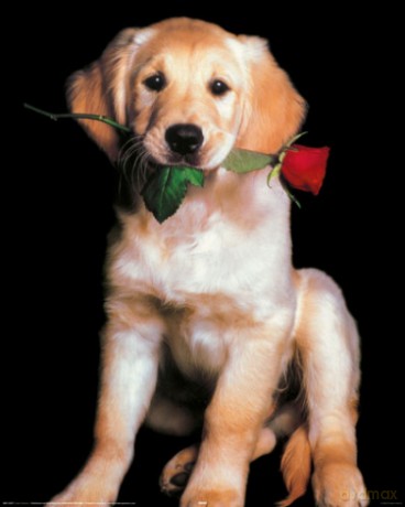 Pies Z Różą - Golden Retriever [PLAKAT]