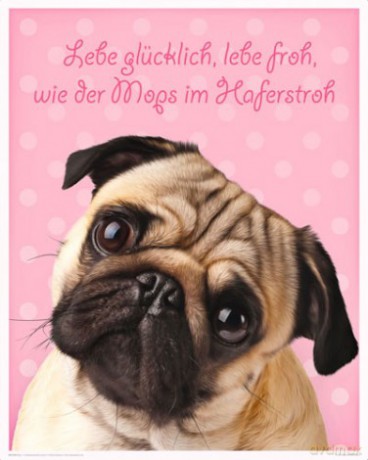 Pies, Dog [PLAKAT]