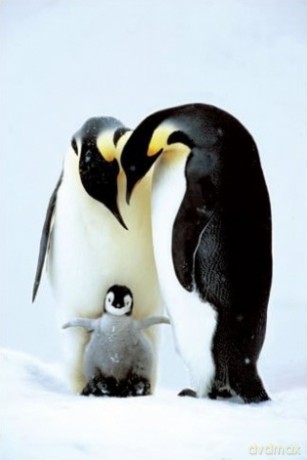Pingwiny [PLAKAT]