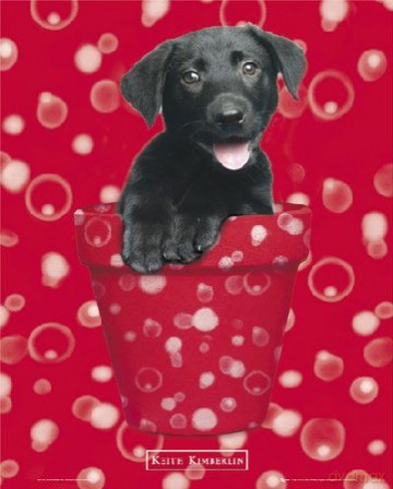 Psy - Czarny Labrador [PLAKAT]