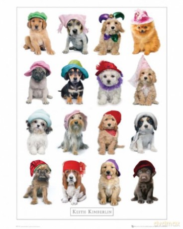 Psy - Hats [PLAKAT]