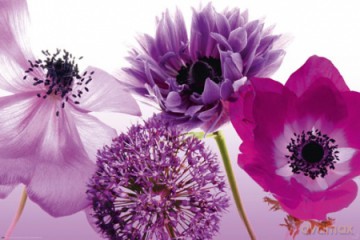 Purple Summer - Kwiaty, Flowers [PLAKAT]