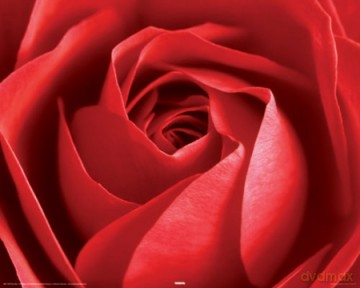 Red Rose [PLAKAT]