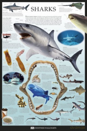 Rekiny - Dorling Kindersley [PLAKAT]