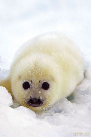 Seal Cub [PLAKAT]