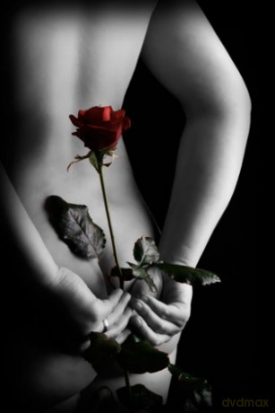 Secret Rose [PLAKAT]