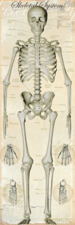 Skeletal System [PLAKAT]