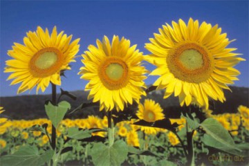 Słoneczniki - Sunflowers [PLAKAT]