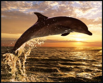 Steve Bloom Dolphin Sunset [PLAKAT]