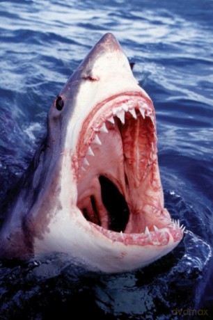 Szczęki Rekina - Shark [PLAKAT]