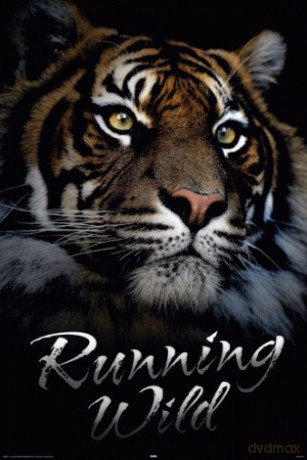 Tiger - Tygrys - Running Wild [PLAKAT]