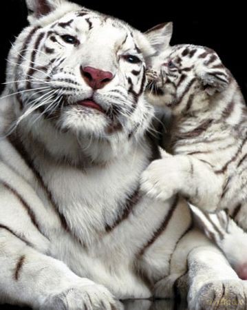 Tiger Kiss [PLAKAT]