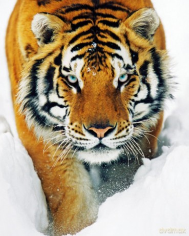 Tiger Snow [PLAKAT]