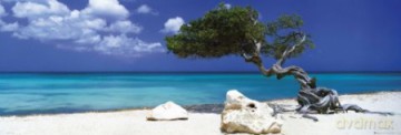 Tom Makie Divi Divi Tree [PLAKAT]