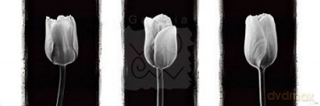 Tulipany (B&W) [PLAKAT]