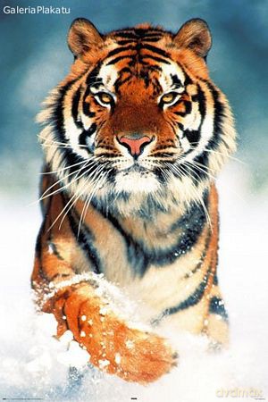 Tygrys Bengalski [PLAKAT]