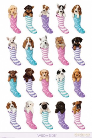 Wildside (Dogs In Boots) [PLAKAT]