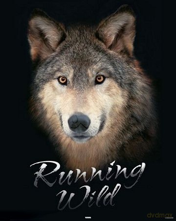 Wilk (dziki Bieg) [PLAKAT]