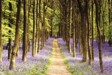Woodland Path [PLAKAT]