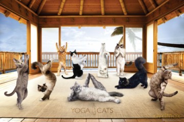 Yoga Cats Hut [PLAKAT]