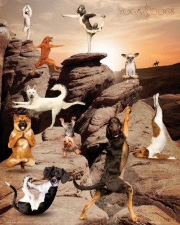 Yoga Dogs Canyon [PLAKAT]