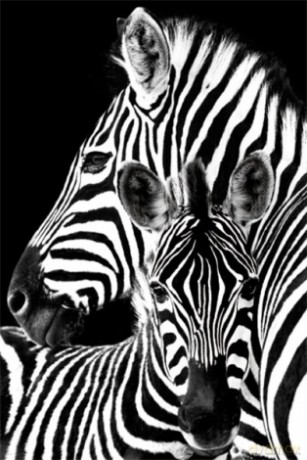 Zebry, Zebra [PLAKAT]