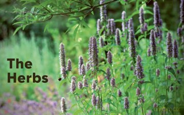 100 Herbs To Grow - Jekka Mcvicar [KSIĄŻKA]