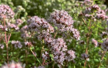 100 Herbs To Grow - Jekka Mcvicar [KSIĄŻKA]