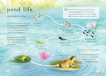 A Field Guide To Spring - Gabby Dawnay [KSIĄŻKA]