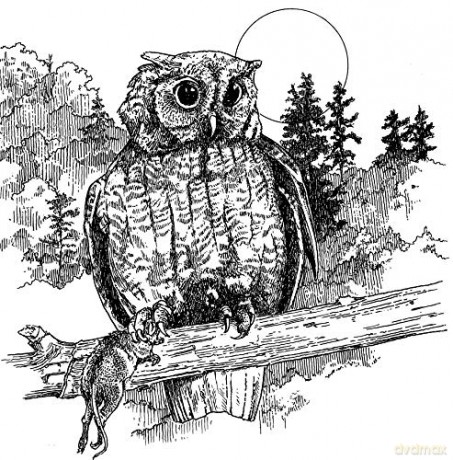 A Walk In The Woods Coloring Book - Unknown [KSIĄŻKA]