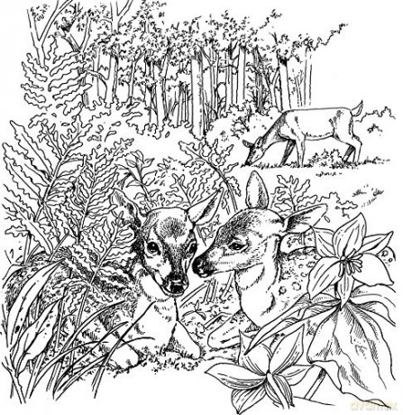 A Walk In The Woods Coloring Book - Unknown [KSIĄŻKA]