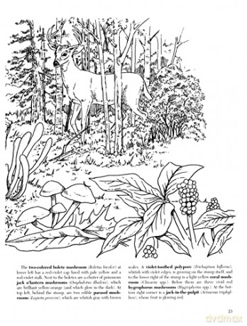 A Walk In The Woods Coloring Book - Unknown [KSIĄŻKA]