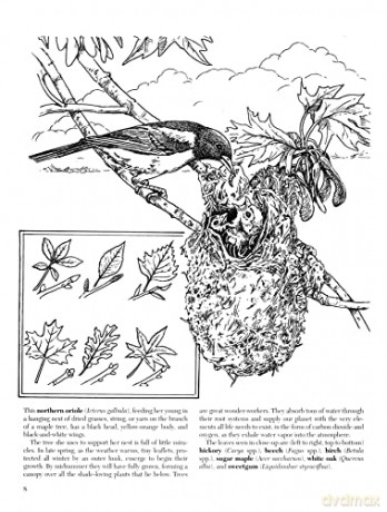 A Walk In The Woods Coloring Book - Unknown [KSIĄŻKA]