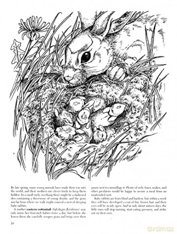 A Walk In The Woods Coloring Book - Unknown [KSIĄŻKA]