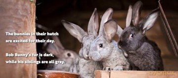 Animal Adventures Day At The Farm - Alexandra Claire [KSIĄŻKA]