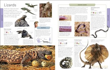 Animals A Childrens Encyclopedia - Dk [KSIĄŻKA]