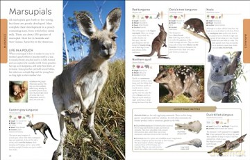 Animals A Childrens Encyclopedia - Dk [KSIĄŻKA]