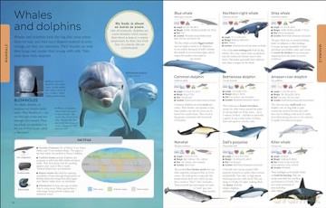 Animals A Childrens Encyclopedia - Dk [KSIĄŻKA]